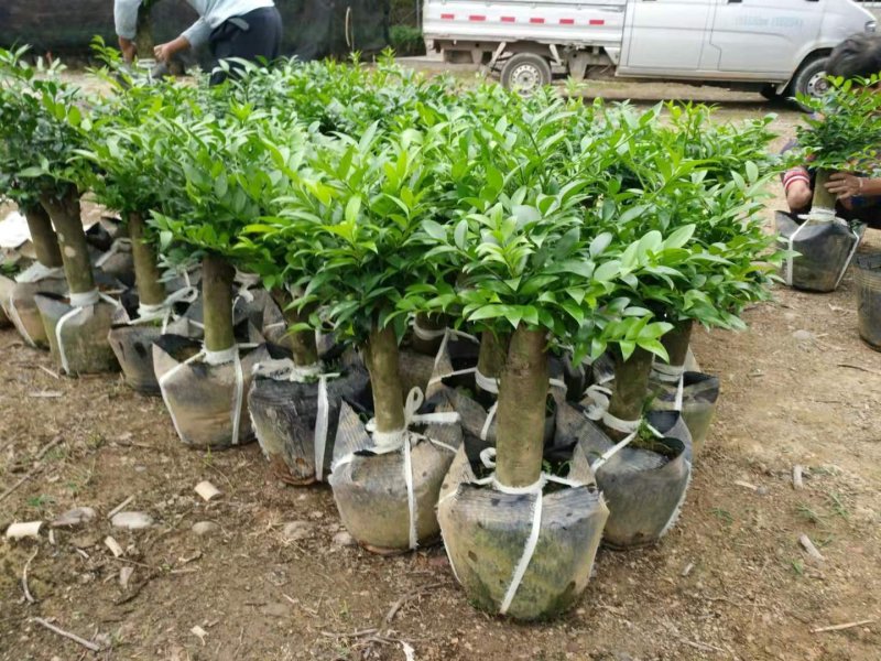 竹柏盆栽室内客厅桌面四季青清香型植物净化空气吸甲醛驱蚊虫