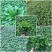 竹柏盆栽室内客厅桌面四季青清香型植物净化空气吸甲醛驱蚊虫