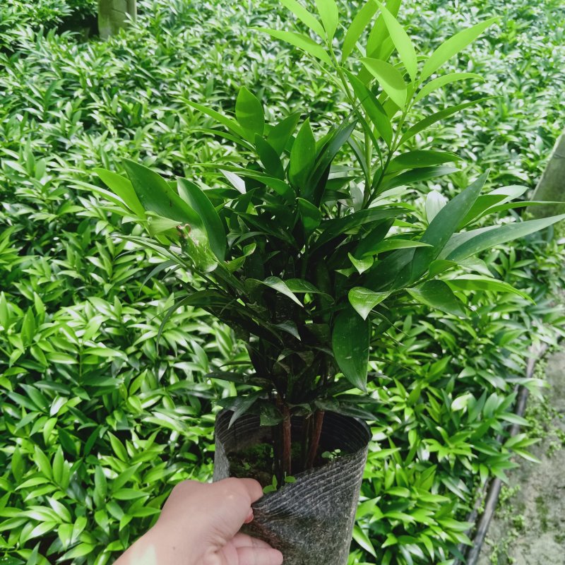 竹柏盆栽室内客厅桌面四季青清香型植物净化空气吸甲醛驱蚊虫