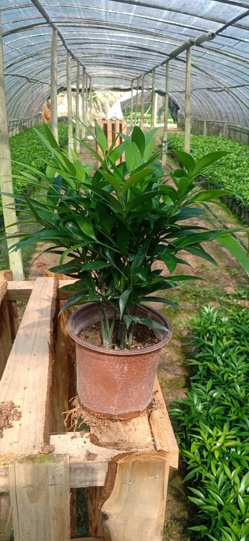 竹柏盆栽室内客厅桌面四季青清香型植物净化空气吸甲醛驱蚊虫