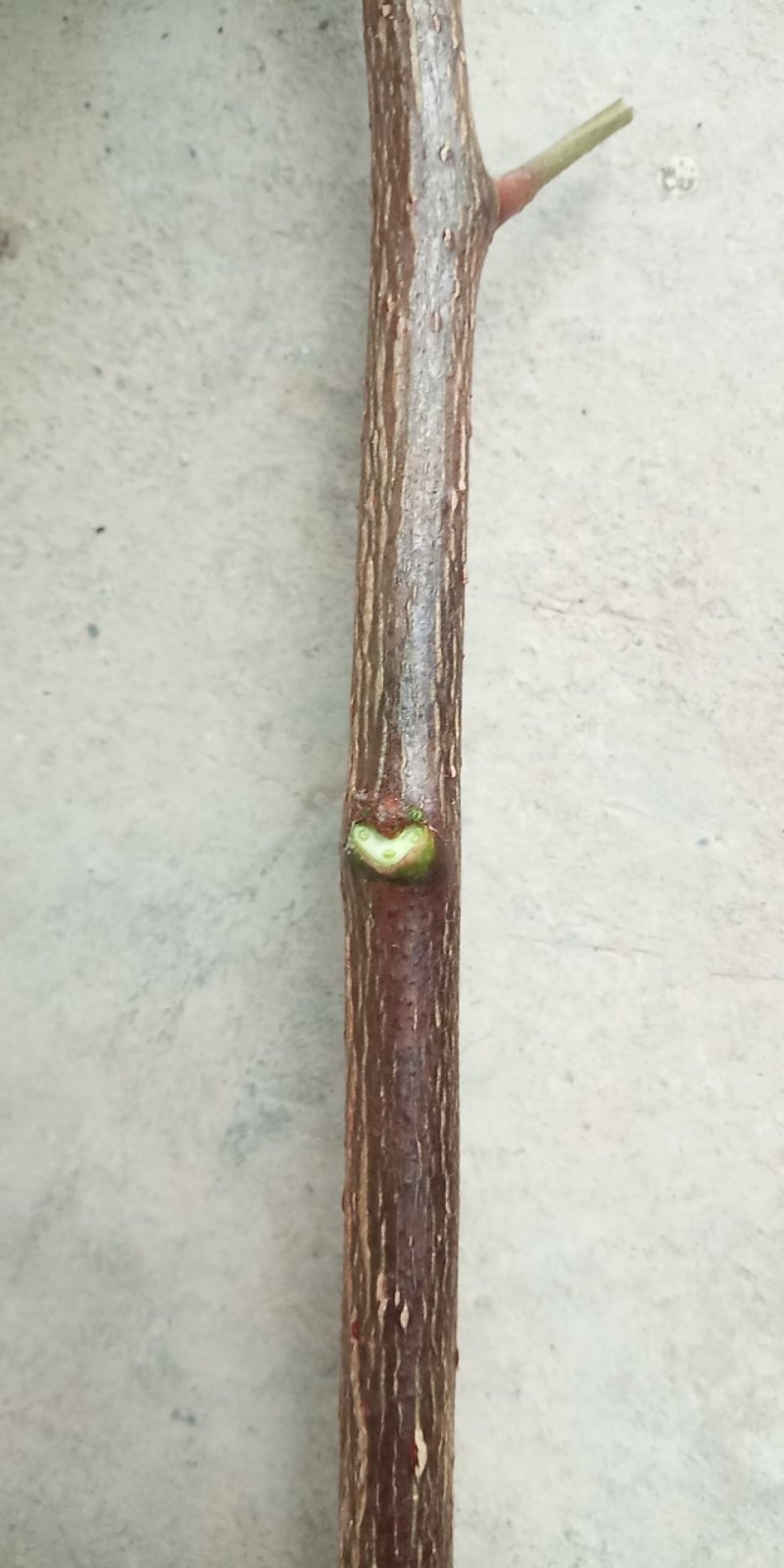【精品】产地直供无刺花椒嫁接枝条(接穗)量大从优