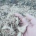 西藏野生黄精鲜黄精带芽孢