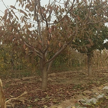 樱桃树