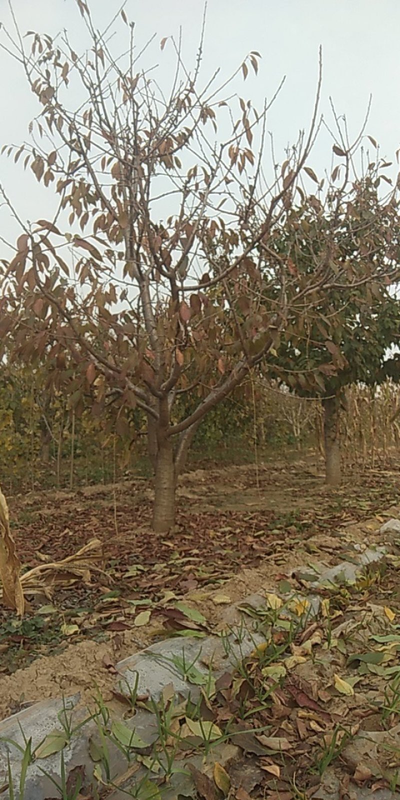 樱桃树