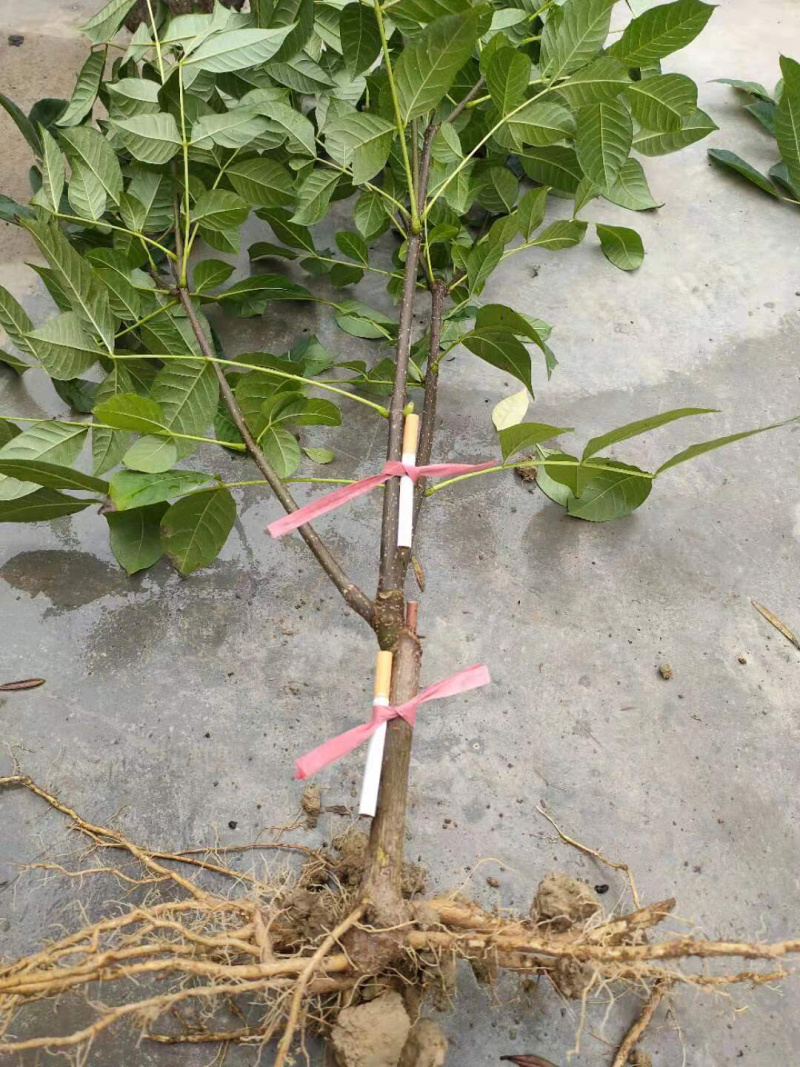 长期出售江西中花吴茱萸苗假一罚十死苗补发