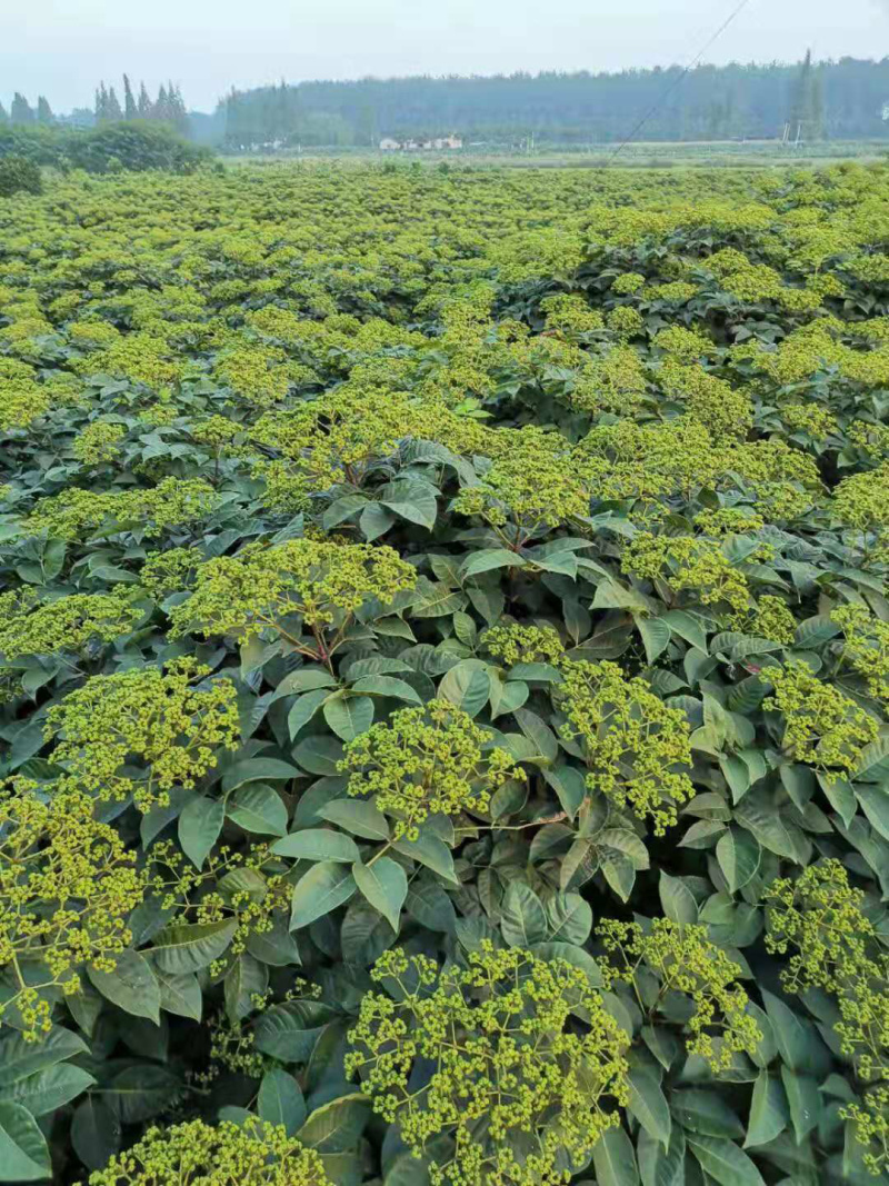 长期出售江西中花吴茱萸苗假一罚十死苗补发