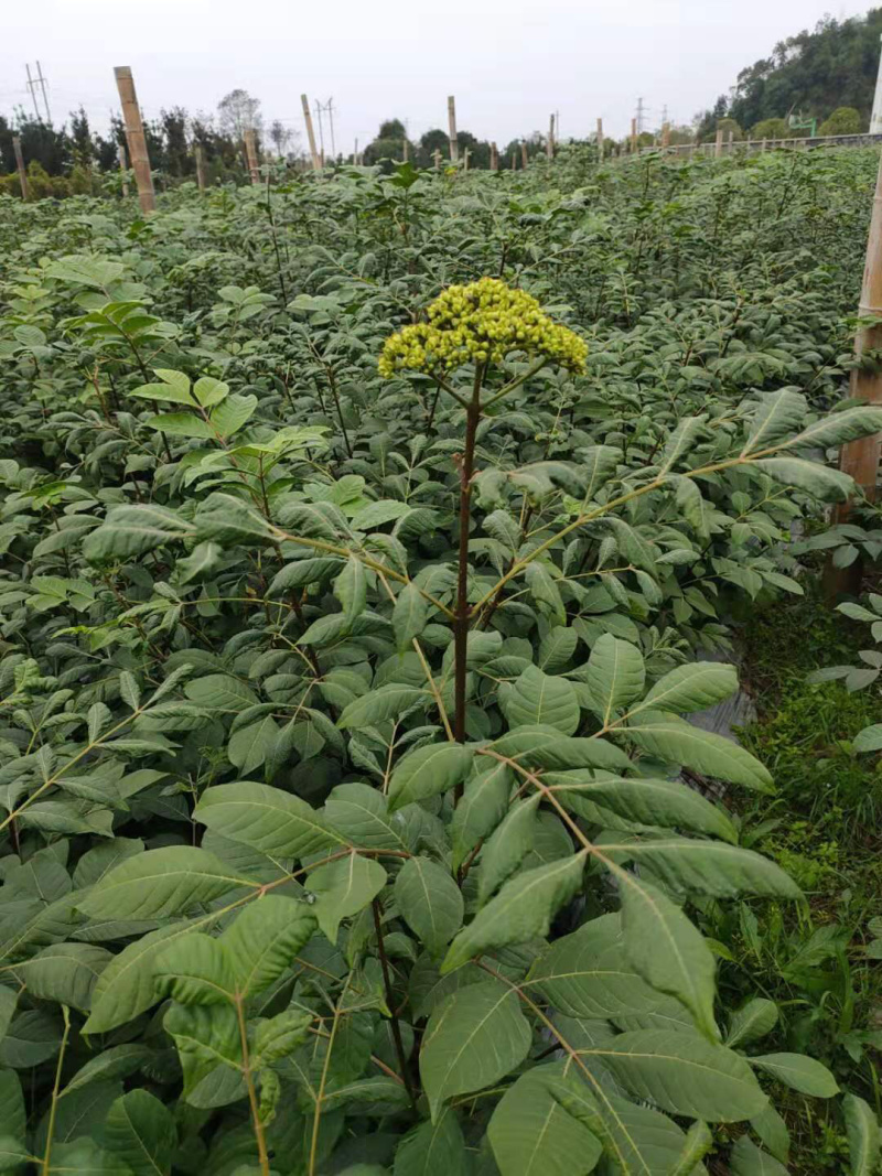 长期出售江西中花吴茱萸苗假一罚十死苗补发