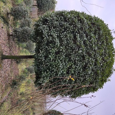 桂花，桂花树，成都高干桂花，成都桂花批发，精品桂花树供应