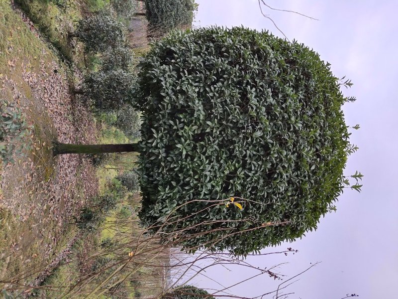 桂花，桂花树，成都高干桂花，成都桂花批发，精品桂花树供应