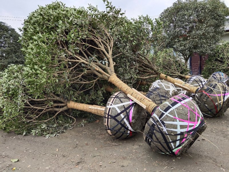 桂花，桂花树，成都高干桂花，成都桂花批发，精品桂花树供应