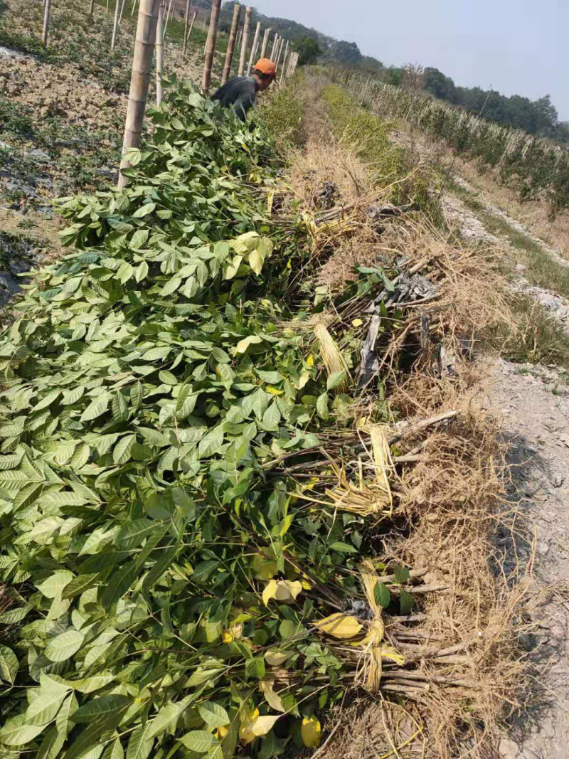 长期出售江西中花吴茱萸苗假一罚十死苗补发