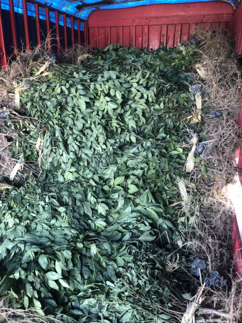 长期出售江西中花吴茱萸苗假一罚十死苗补发