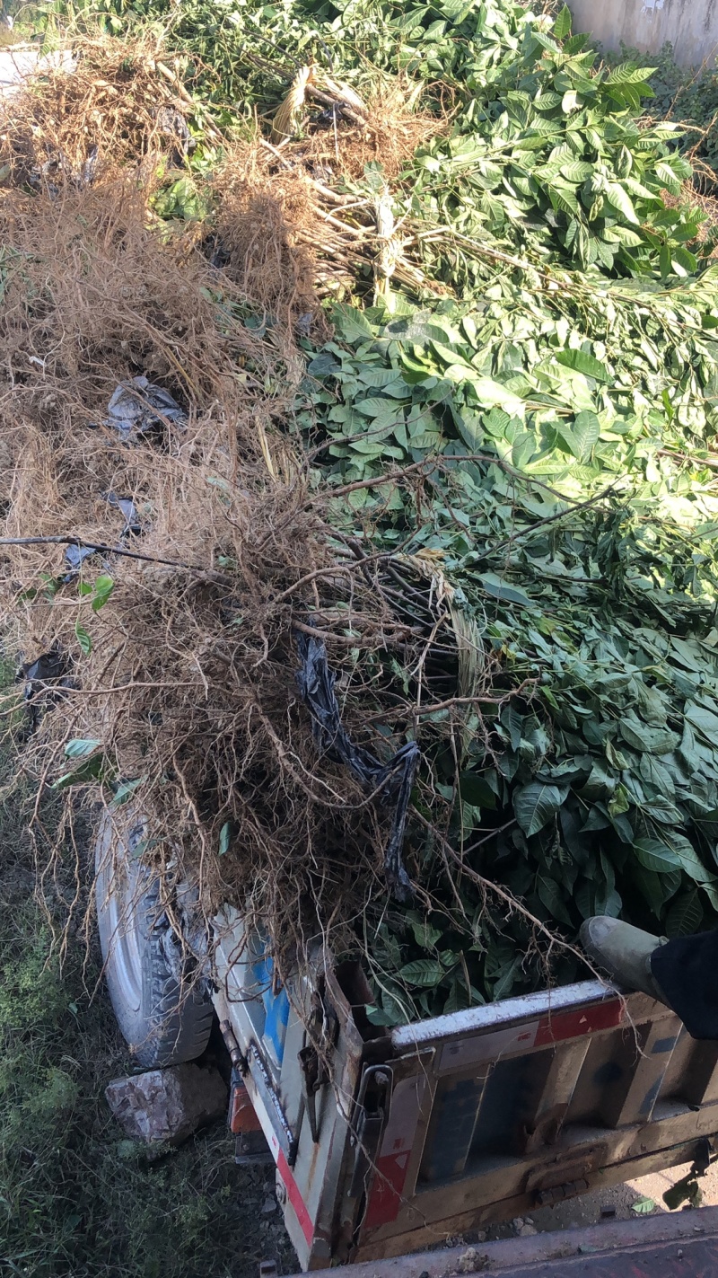 长期出售江西中花吴茱萸苗假一罚十死苗补发