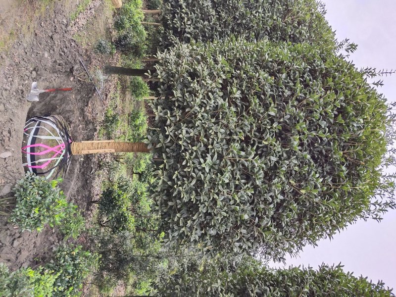 桂花，桂花树，成都高干桂花，成都桂花批发，精品桂花树供应