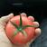 优质番茄种苗，抗病毒，抗死棵