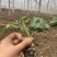 优质番茄种苗,抗病毒,抗死棵