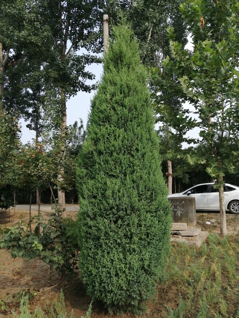 侩柏球塔柏球圆柏球刺柏产地直销可以看货