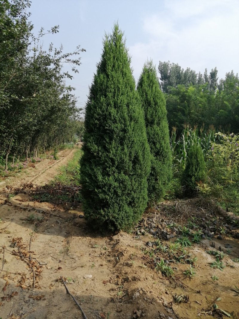 侩柏球塔柏球圆柏球刺柏产地直销可以看货