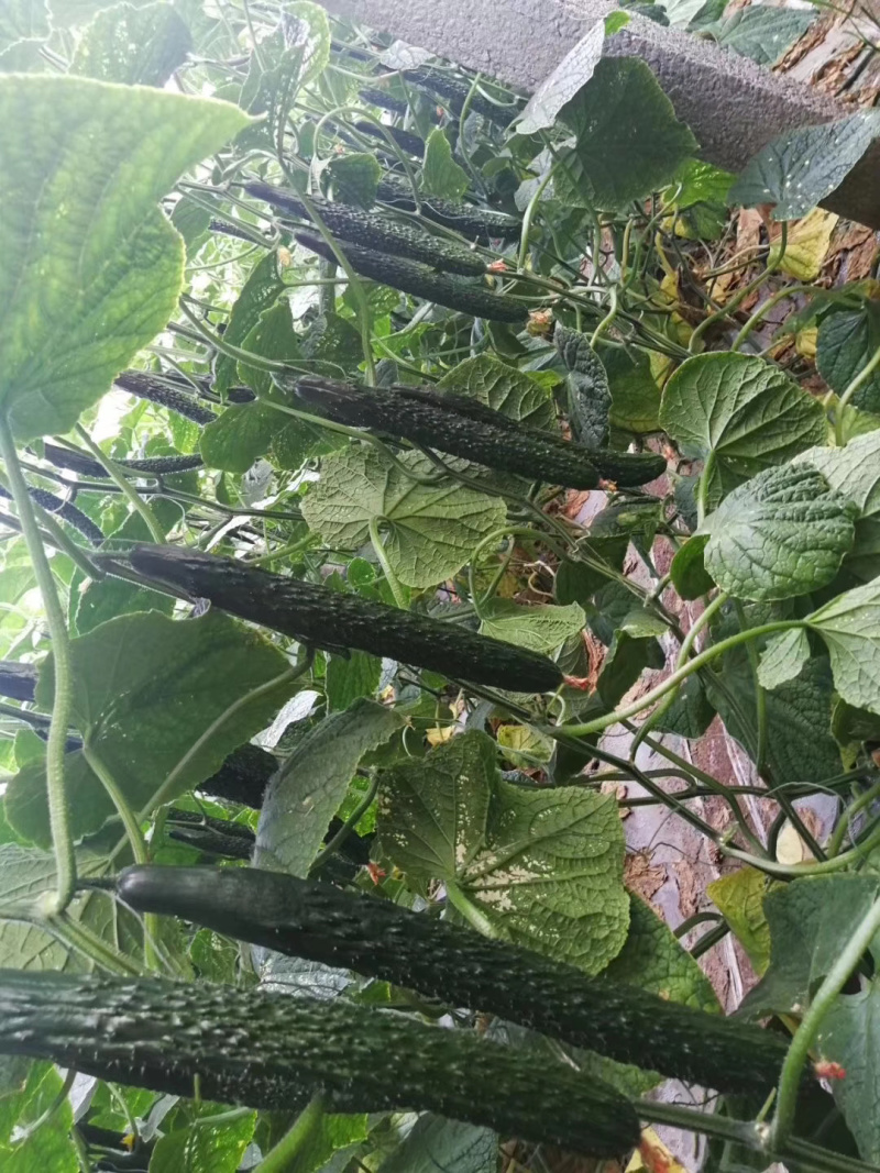 优质黄瓜种苗，强磁油亮黄瓜苗