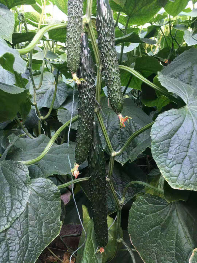 优质黄瓜种苗，强磁油亮黄瓜苗