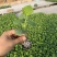 优质黄瓜种苗，强磁油亮黄瓜苗