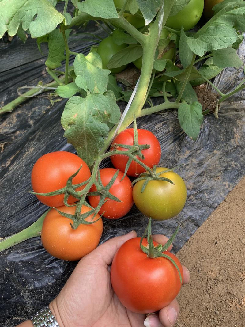 优质番茄种苗，抗病毒，抗死棵