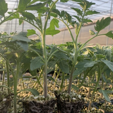优质番茄种苗，抗病毒，抗死棵