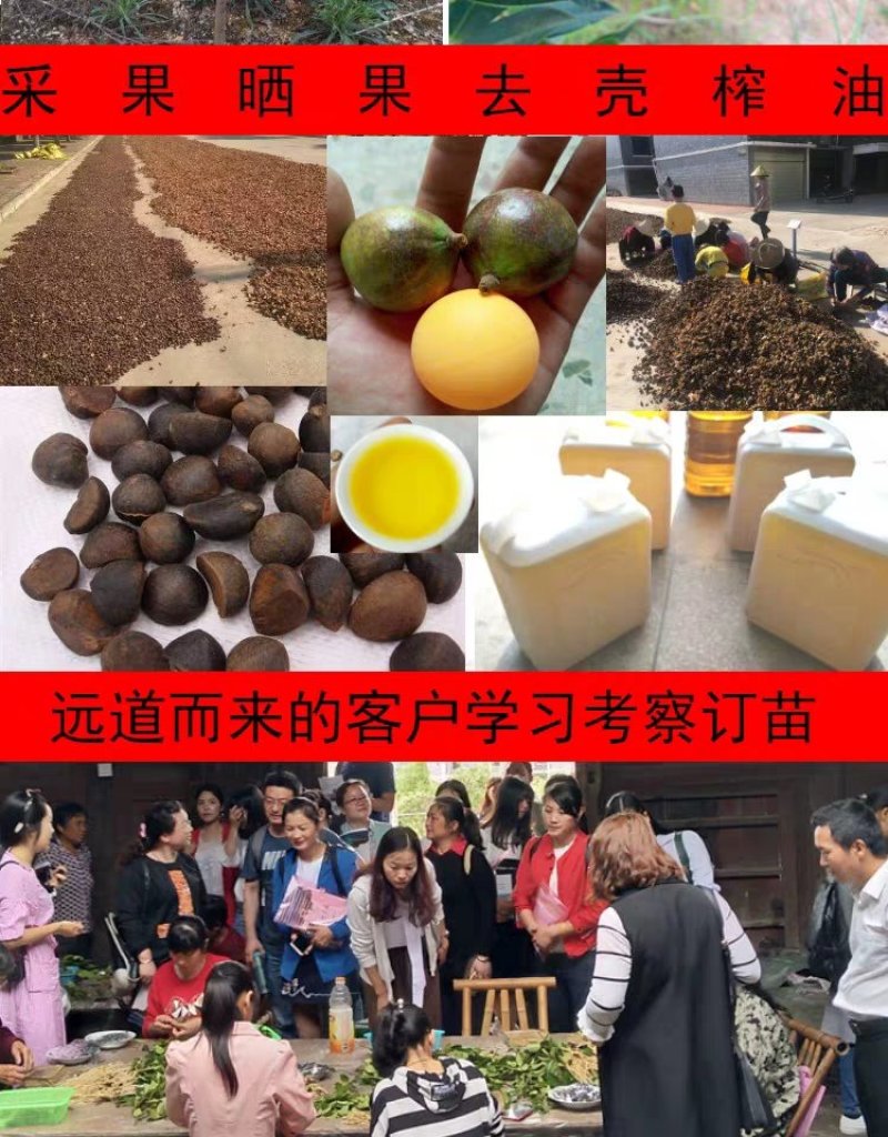 🔥促销【企业认证】油茶树苗大果高产见效快出油高