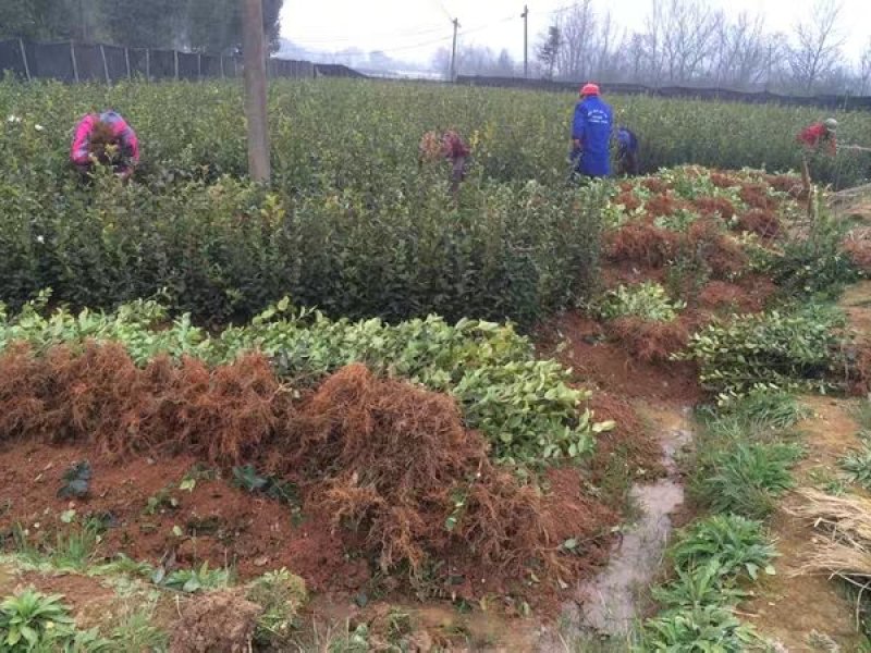 🔥促销【企业认证】油茶树苗大果高产见效快出油高