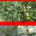 🔥促销【企业认证】油茶树苗大果高产见效快出油高