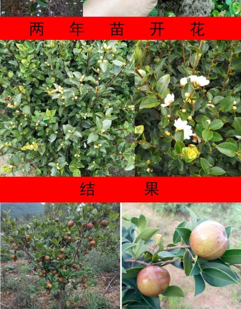 🔥促销【企业认证】油茶树苗大果高产见效快出油高