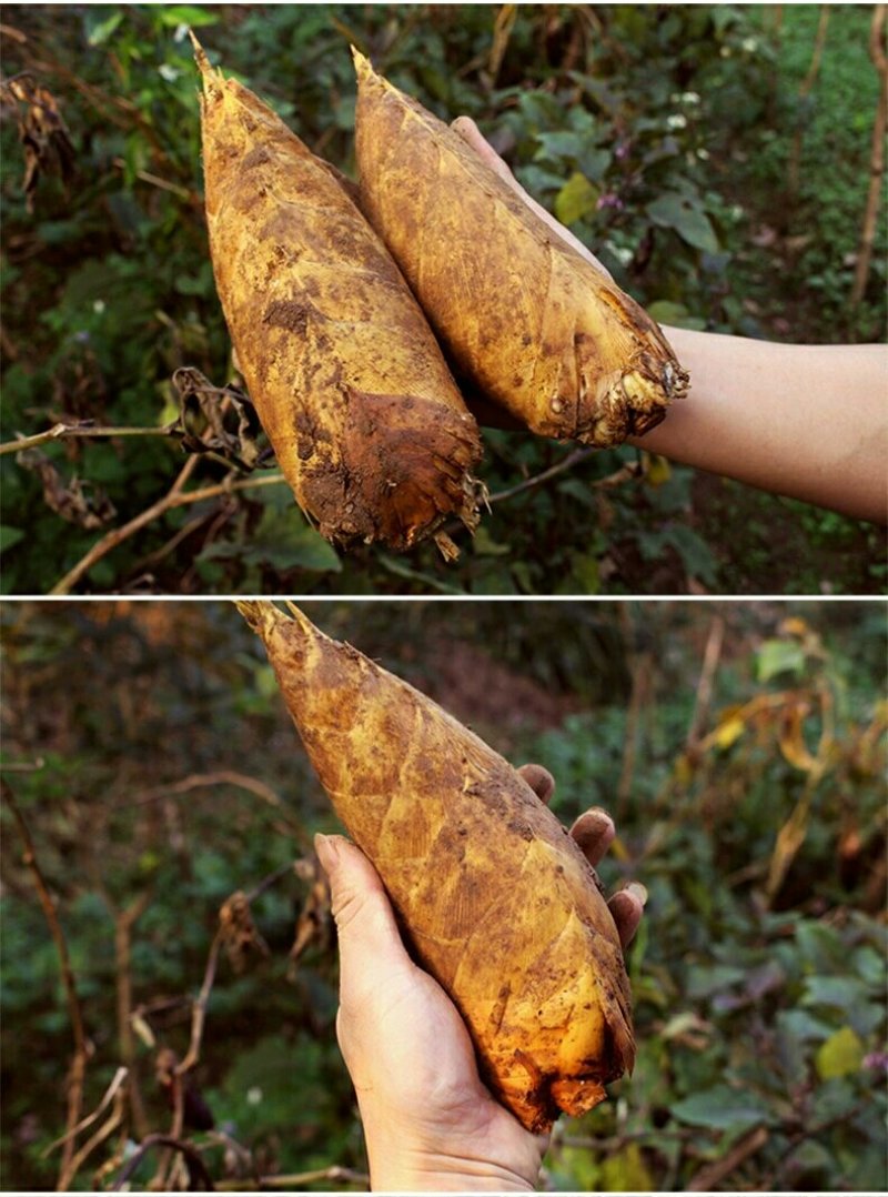 大量春笋地头价，我的货就是好