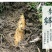 大量春笋地头价，我的货就是好