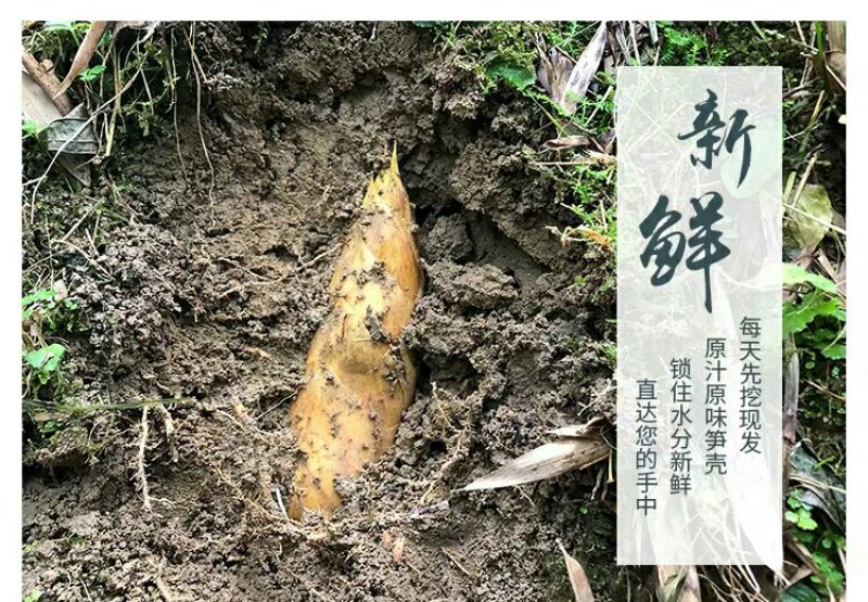 大量春笋地头价，我的货就是好