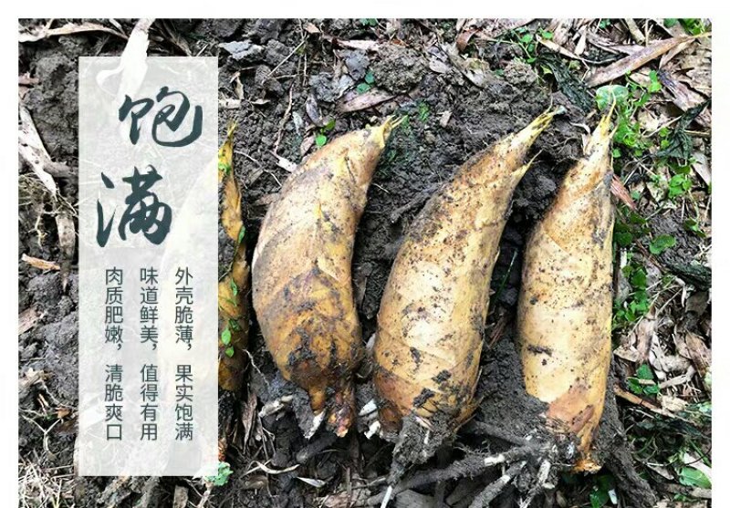 大量春笋地头价，我的货就是好