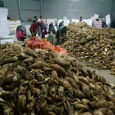 大量春笋地头价，我的货就是好