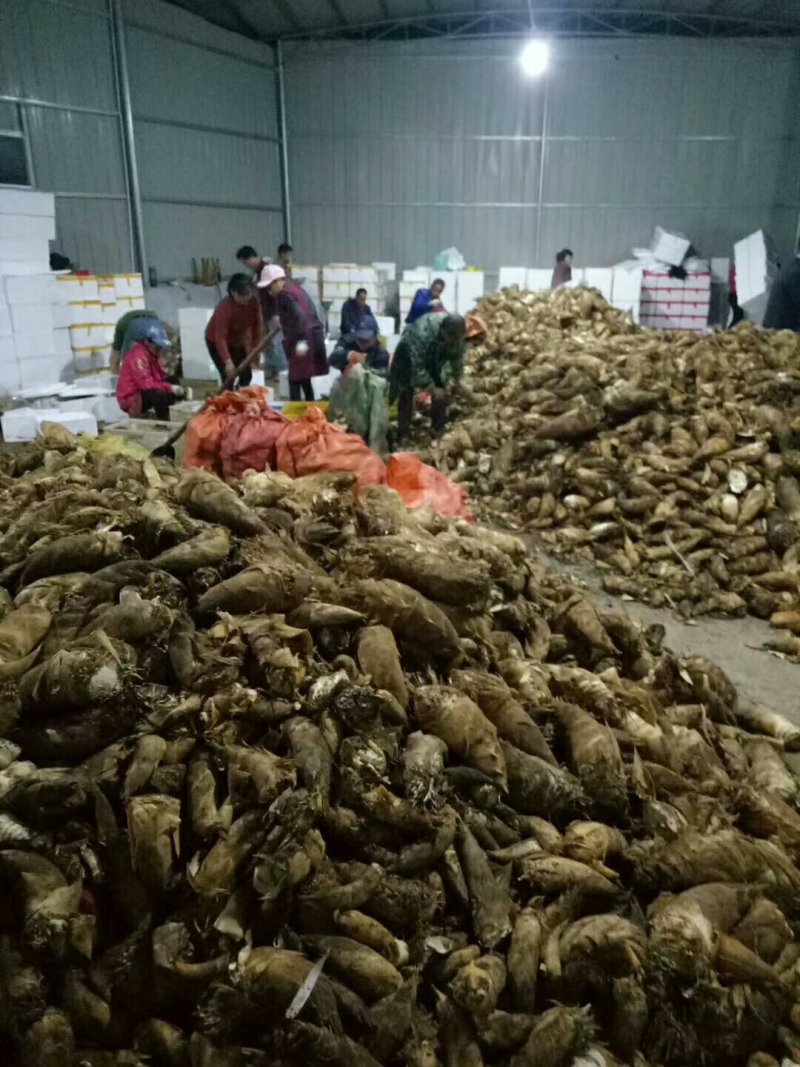 大量春笋地头价，我的货就是好
