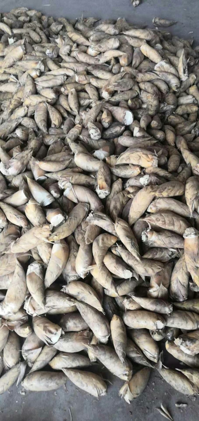 大量春笋地头价，我的货就是好