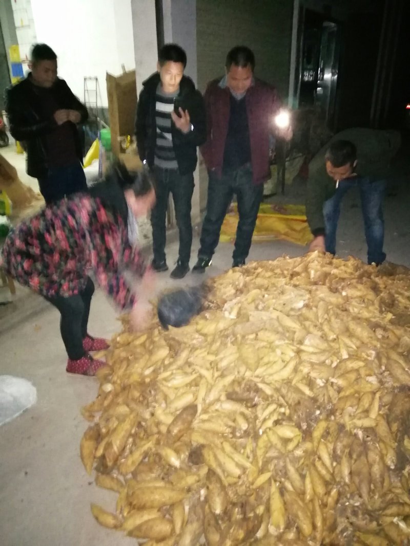 大量春笋地头价，我的货就是好