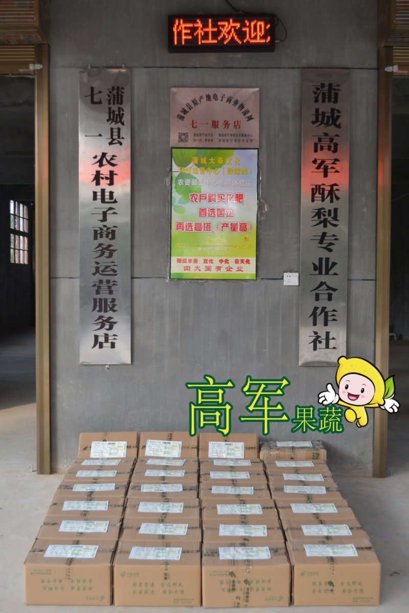 蒲城酥梨贡梨蜜陕西甜梨砀山酥梨冰糖梨红香酥梨长把梨供应梨