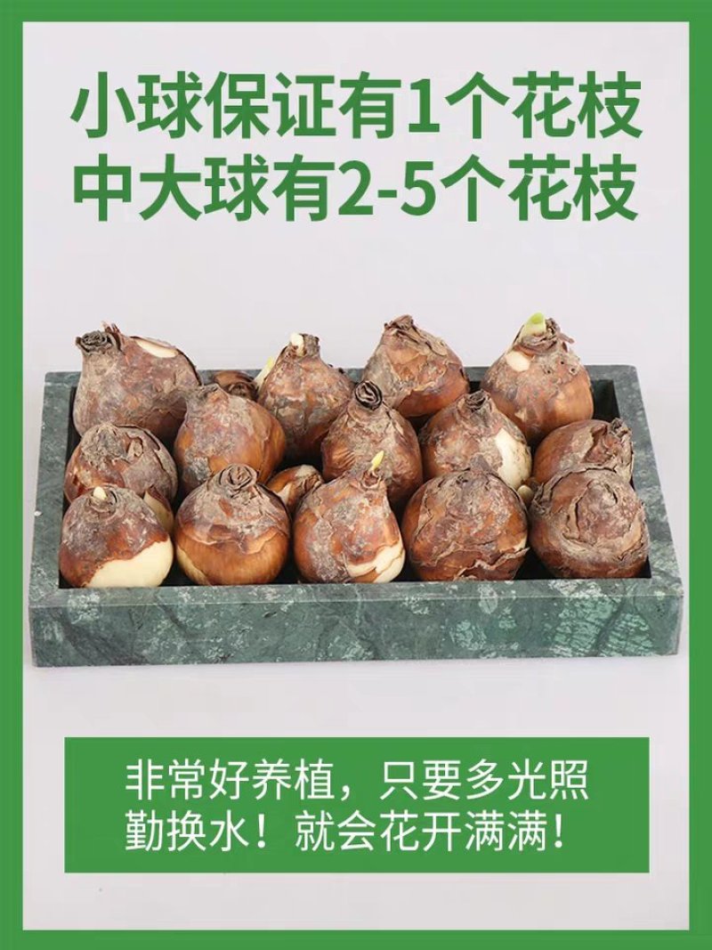水仙花种球水培水养球根植物绿植花卉冬季开花漳州水