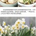 水仙花种球水培水养球根植物绿植花卉冬季开花漳州水