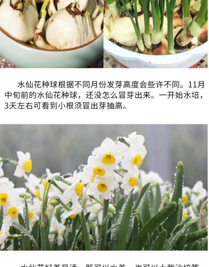 水仙花种球水培水养球根植物绿植花卉冬季开花漳州水