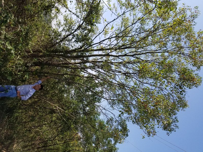 乌桕，丛生乌桕树.独杆乌桕树（米径8-25公分/）