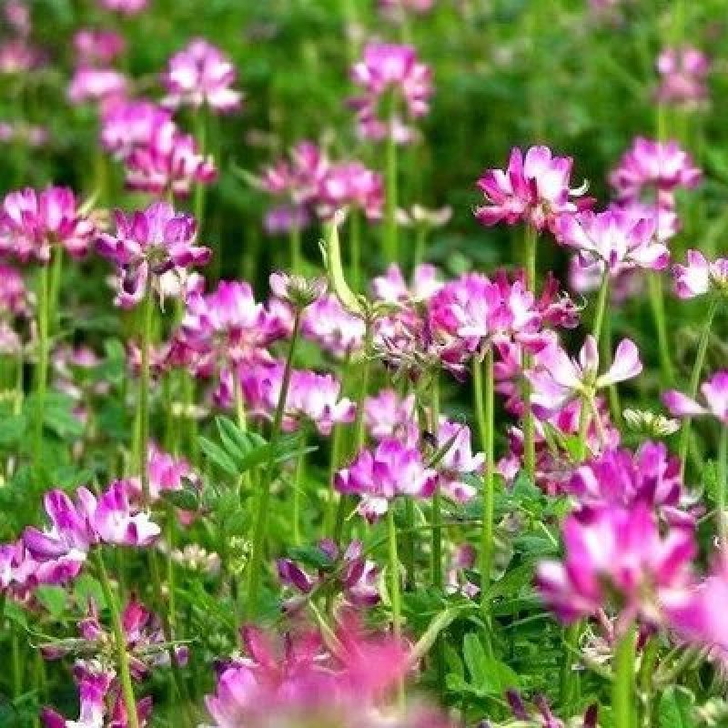 紫云英种子红花草种子养蜂蜜源高产绿肥牧草种子食用野菜种籽