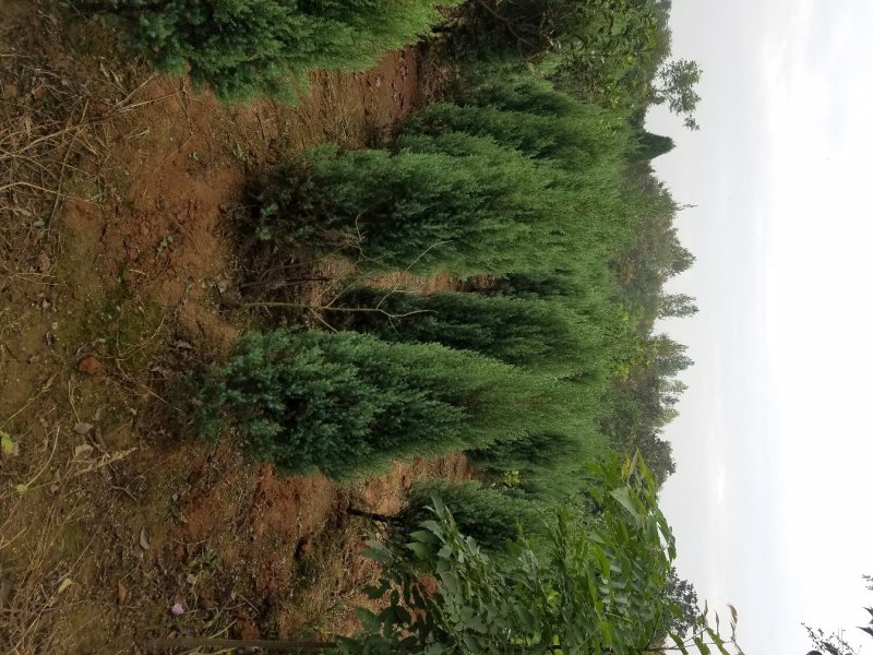 桧柏，河南桧，刺柏苗（各种规格大量直销）