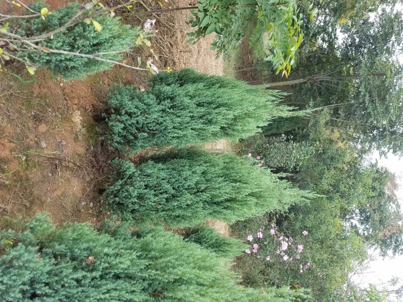 桧柏，河南桧，刺柏苗（各种规格大量直销）