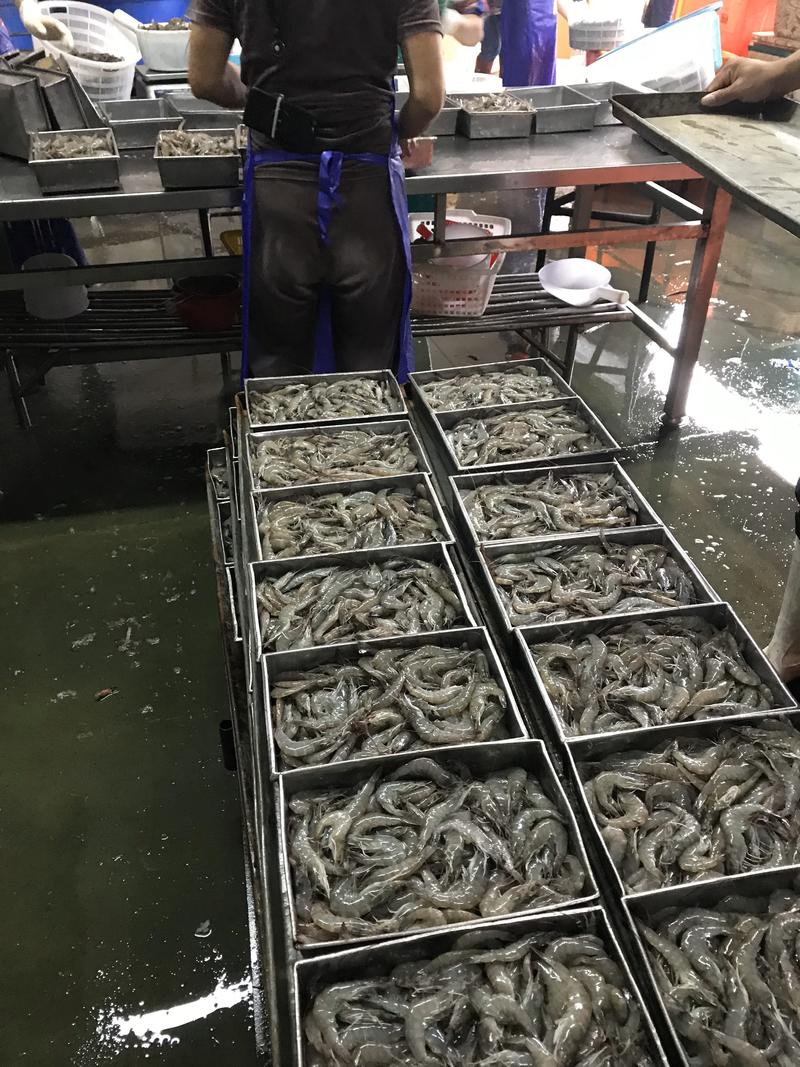 冻虾，条虾，大虾，白虾，对虾国内虾湛江厂家批发