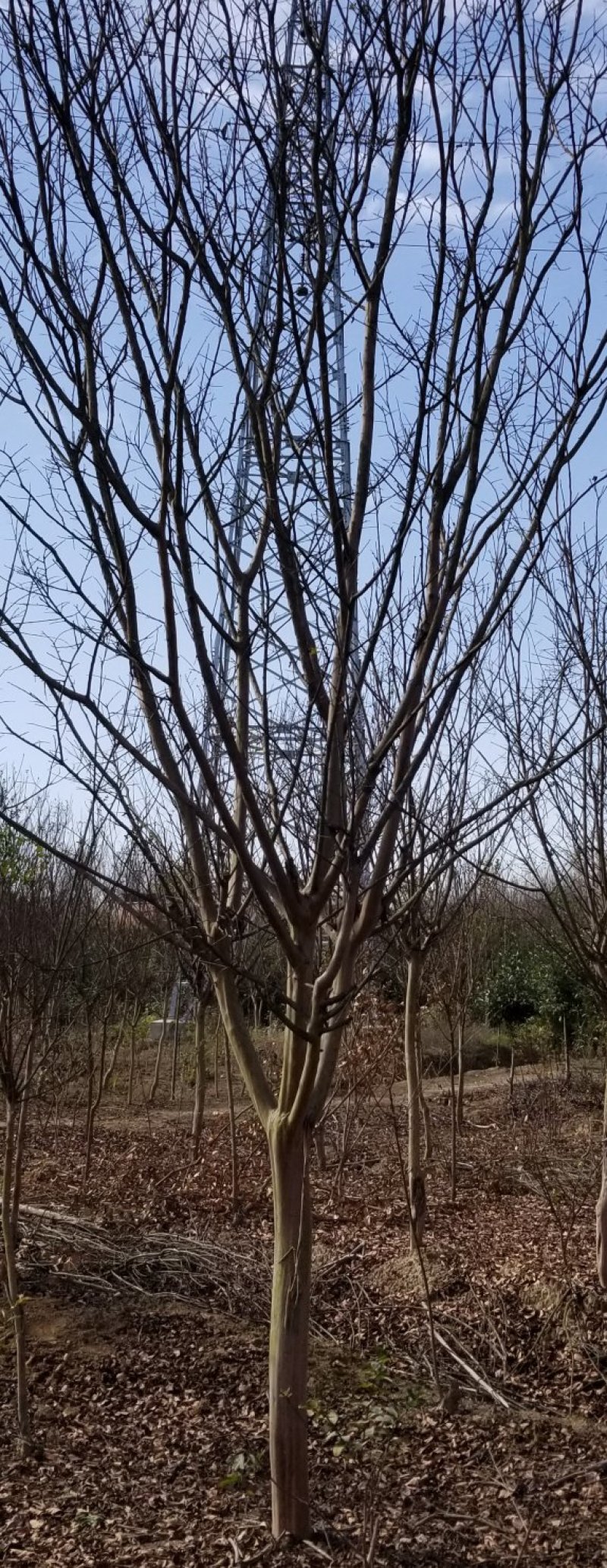 紫薇，丛生百日红常年直销（各种规格精品百日红）