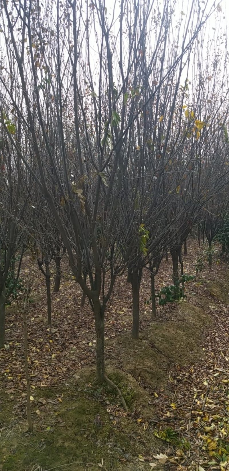 紫薇，丛生百日红常年直销（各种规格精品百日红）